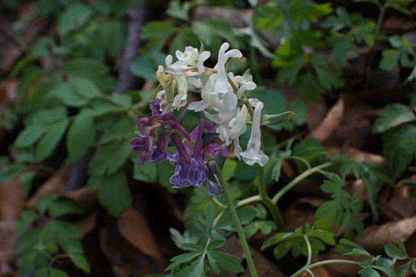 corydalis