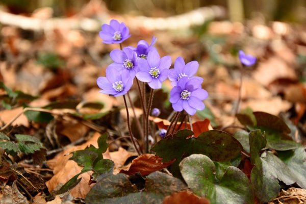 hepatica