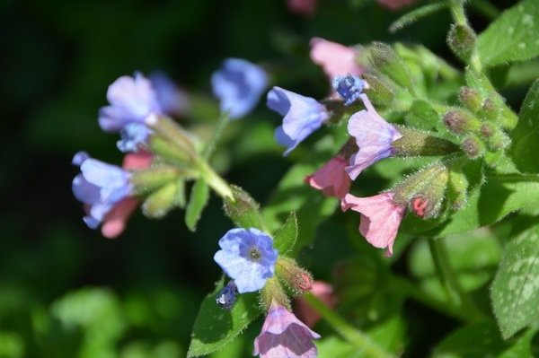 pulmonaria