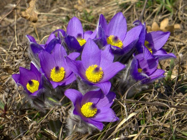 pulsatilla