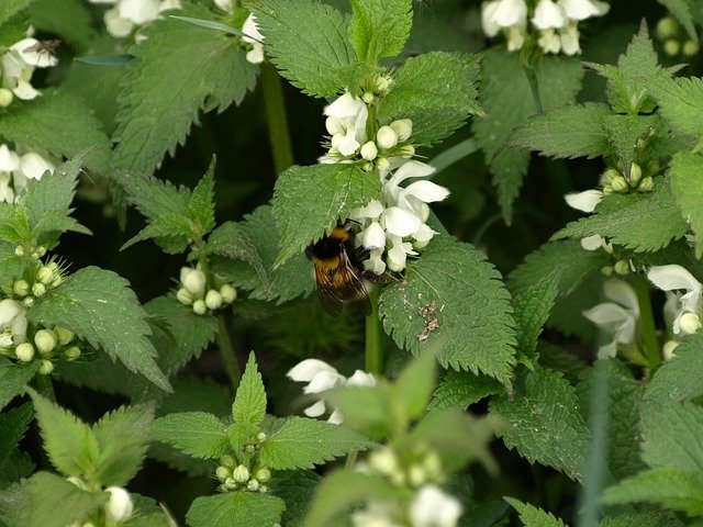 dead-nettle-320306_640