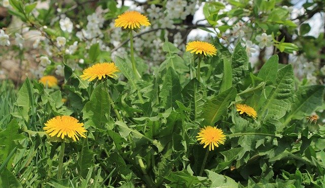 flower-799952_640