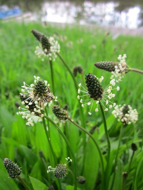 plantago-lanceolata-846539_640