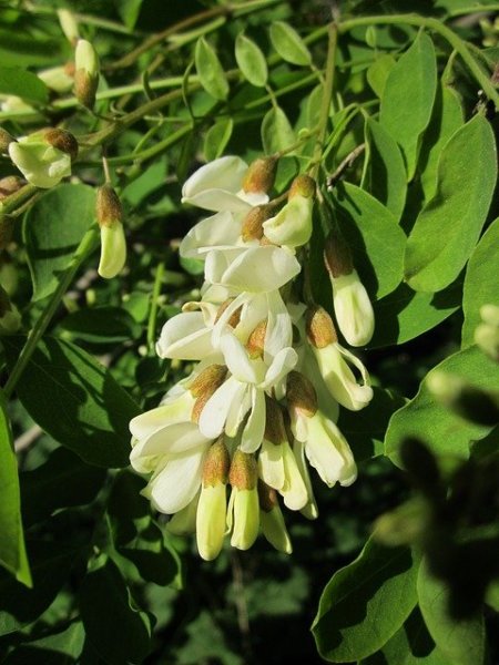 robinia-pseudoacacia-846604_640