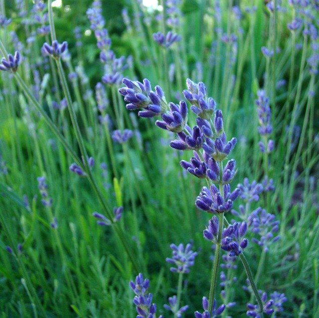 lavender-739778_640