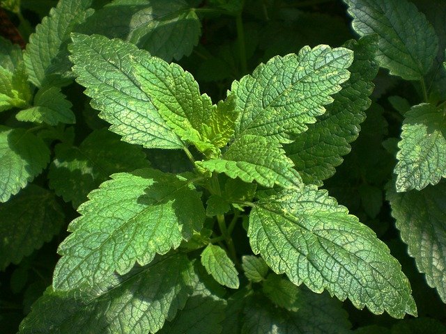 balm-283465_640