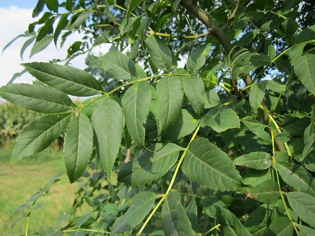 fraxinus-excelsior-844492_640