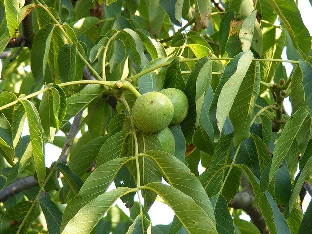 green-88184_640