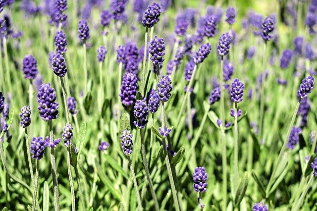 lavender-1485020_640