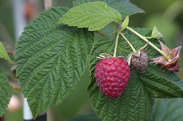 raspberries-436515_640