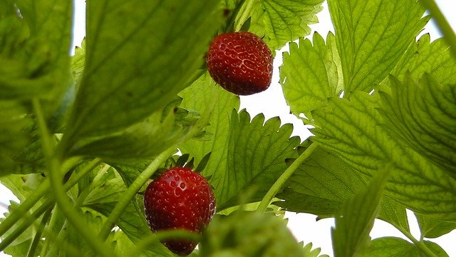 strawberries-356923_640