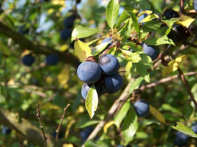 sloes-317374_640
